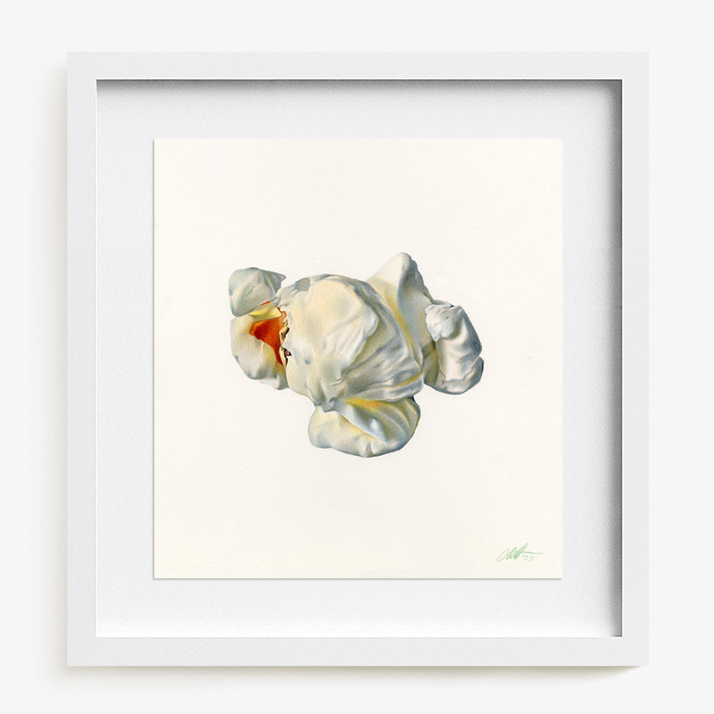 Popcorn by Claire Salvo, 2025, Colored pencil on 300 gsm Arches hot press paper
